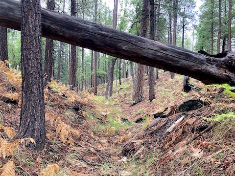 As tangled as the west branch of Quien Sabe Draw gets. I made it to Cabin Loop in only 43 minutes, including photos.