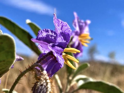 Johnson Canyon Railroad Tunnel: Silverleaf Nightshade. I found both purple and white varieties.