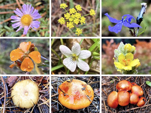 McClintock Draw Flowers ... Top Row: alpine leafybract aster, alpine false spring parsley, Apache lobelia ... Middle Row: orange wallflower, Canada violet, mullein ... Bottom Row: various fungi.
