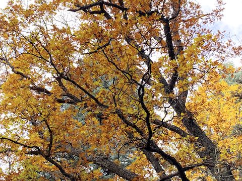 The best fall color in McClintock Draw is above FR 321C, particularly in the half mile before the first protected wetland.