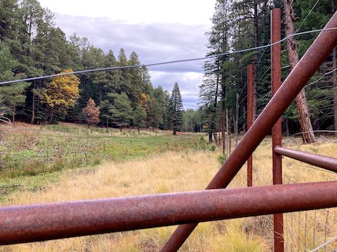 McClintock Draw wetland #1 is about 200 ft. wide by 430 ft. long. Wetland #2 is ~130x270, and wetland #3 is only ~75x340. Yes, I paced them out.