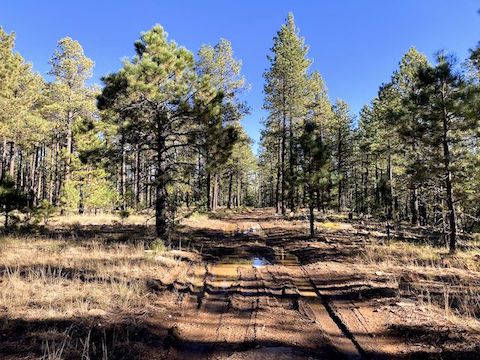 Porcupine Canyon: I parked 1.8 miles up FR 34B, at its junction with this unnumbered forest road. Call it FR X. 1.7 miles long, FR X also connects to FR 34B at FR X's northern end.