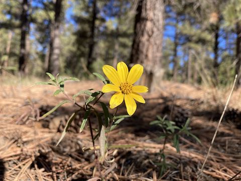 Porcupine Canyon: Showy goldeneye (Heliomeris multiflora). Few flowers today, but high quality.