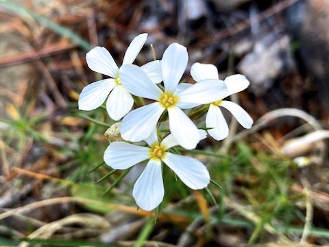 Porcupine Canyon: Nuttall's linanthus (Leptosiphon nuttallii) in Porcupine Canyon.