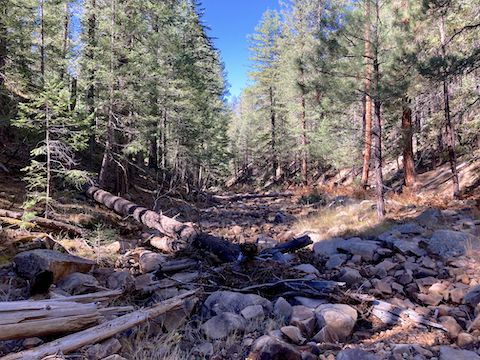 My alternate Porcupine Canyon bail point (left), in the GPS file attached below, climbs 100 ft. at a mild for the Mogollon Rim 11% slope.