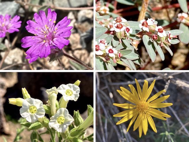Peoria Sunrise Mountain Preserve: Clockwise from upper left: Trailing four o’clock (Allionia incarnata), Carrizo Mountain sandmat (Euphorbia pediculifera), spiny goldenweed (Xanthisma spinulosum), desert tobacco (Nicotiana obtusifolia).