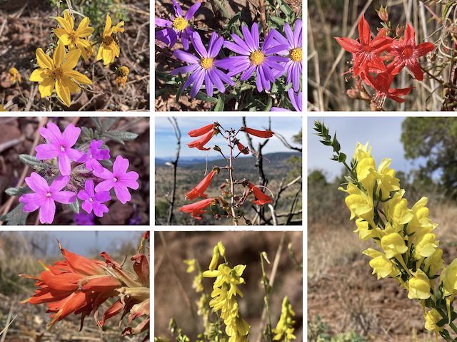 Apache Maid Mountain Flowers ... Top Row>: showy goldeneye, hoary tansy aster, skyrocket ... Middle Row: Dakota mock vervain, scarlet penstemon, Balkan toadflax ... Bottom Row: foothill paintbrush, yellow sweet clover. (More high country flowers.)