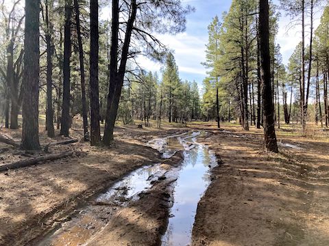 Apache Maid Mountain: FR 620D mud bog. I avoid muddy roads since driving A-Cross Ranch Rd.
