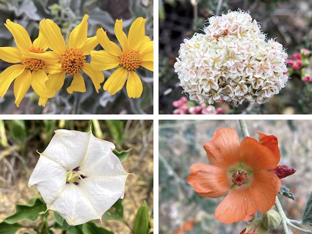 Cave Creek Regional Park (CCRP): Clockwise from upper left: brittlebush (Encelia farinosa), flat-top buckwheat (Eriogonum fasciculatum), desert globemallow (Sphaeralcea ambigua), and desert thorn-apple (Datura discolor).