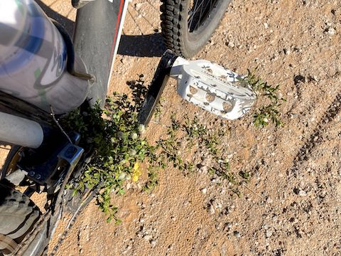 Butterfield Stage Trail: 90% of the non-wash vegetation is creosote; the rest is bursage or brittlebush. The only cacti are a few scattered barrel cactus. No cholla. No catclaw. Very few desert flowers. Adjacent to washes, there are healthy patches of weeds.