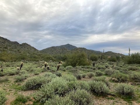 Cave Creek Regional Park (CCRP): Looking east across P.A. Seitts Preserve, towards Black Mountain.