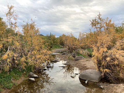 CCRP: Despite appearances, Cave Creek actually had light flow.
