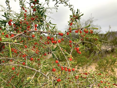 Butterfield Stage Trail: Wolfberry (Lycium berlandieri). 90% of the non-wash vegetation is creosote, brittlebush, or bursage. Until you get close to the Maricopa Mountains, the few cacti are mostly barrel cactus. More desert flowers.