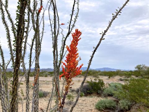 Really nice ocotillo on (Fouquieria splendens) on BLM 8002.