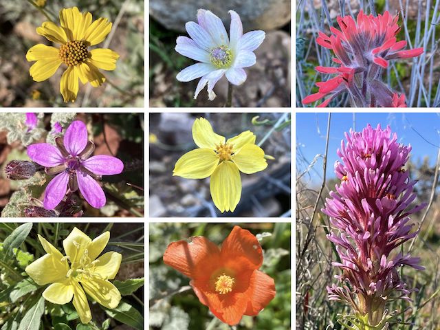 Vineyard Mountain Flowers ... Top Row: brittlebush, tuber anemone, desert paintbrush ... Middle Row: redstem stork's bill, whitestem paperflower, owl clover ... Bottom Row: desert evening primrose, desert globemallow.