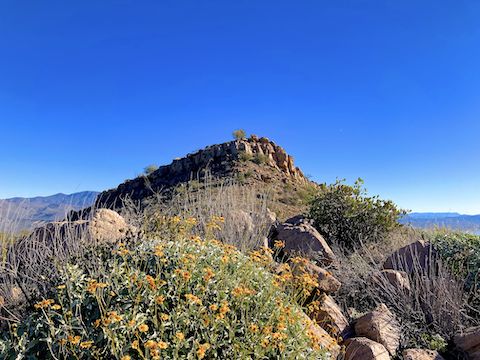 Vineyard Mountain: The brittlebush (Encelia farinosa) were most profuse between Inspiration Point’s saddle and Vineyard Mountain’s summit. (More desert flowers)