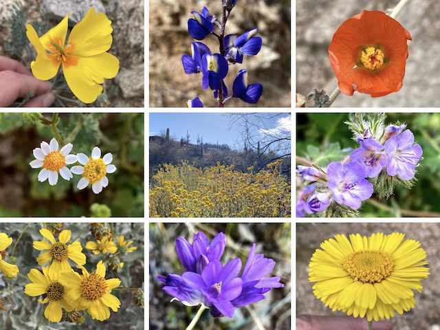 South Mountain Flowers ... Top Row: Mexican gold poppy, Coulter's lupine, desert globemallow ... Middle Row: Emory's rock daisy, stinknet, distant phacelia ... Bottom Row: brittlebush, blue dick, desert marigold.
