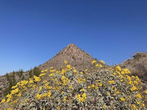 Looking back at the south face of Ludden Mountain's false summit. I'd heard reports of decent flowers around Phoenix, but other than a some nice brittlebush, I only saw a few desert globemallow and Emory's rock daisy.