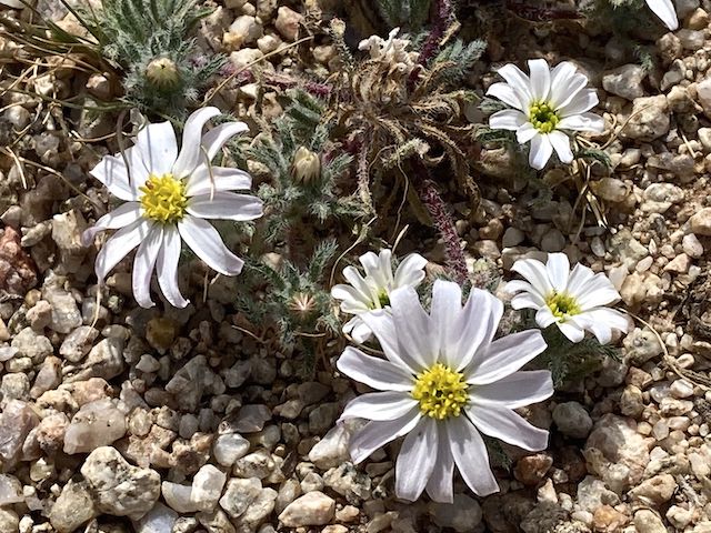 Mojave desert star (Monoptilon bellioides). Other desert flowers I spotted included Mexican gold poppy, ocotillo, brittlebush, scorpionweed, desert globemallow, Moapa bladderpod, and creosote.