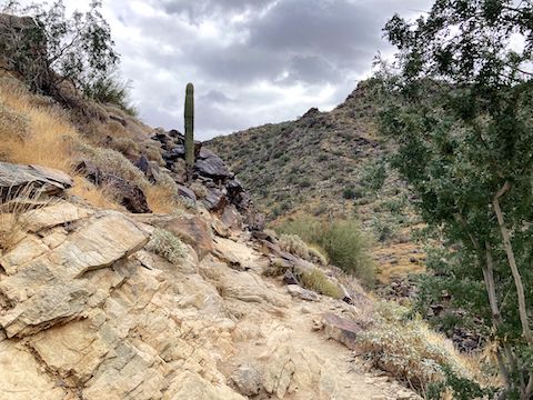 Holbert Trail seemed steeper than North Mountain, but it isn't. Maybe it's the step-ups? This is the "level" part. It sprinkled near the end.