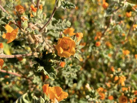 The most common plant in Reach 11 was desert globemallow, but flowering was inconsistent. Some of the Sphaeralcea ambigua were over 6 ft. tall!