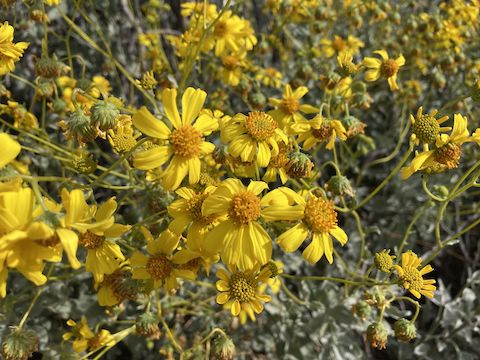 Brittlebush (Encelia farinosa) were scattered throughout Reach 11, but were very thick on E211N between Mayo Clinic and the Princess Dr. condos.
