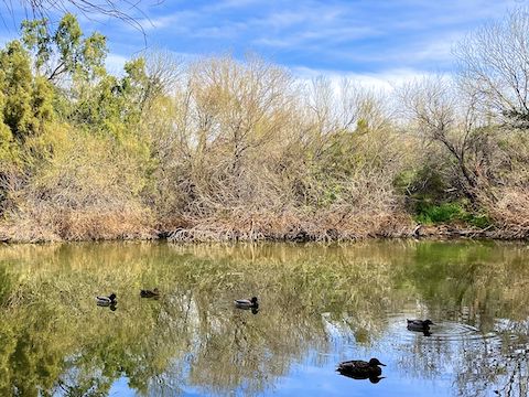 The ducks in Bullfrog Pond were near shore when I sat down, but moved away. I threw bits of tortilla chip to them, but they weren't interested. (More critters)