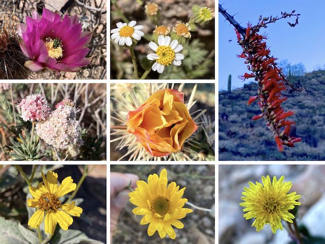 Sunrise Peak Flowers ... Top Row: strawberry hedgehog, Emory's rock daisy, ocotillo ... Middle Row: flat top buckwheat, buckhorn cholla ... Bottom Row: brittlebush, unknown daisy, dandelion?