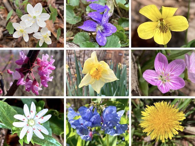 Appalachian Trail Flowers ... Top Row: rue anemone, common blue violet, downy yellow violet ... Middle Row: eastern redbud, wild daffodil, eastern spring beauty ... Bottom Row: star chickweed, Virginia bluebell, dandelion.