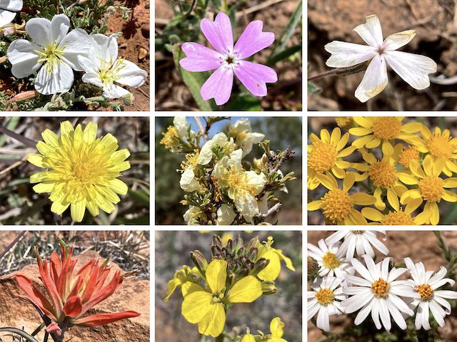 Cottonwood Trail #508 Flowers ... Top Row: tufted evening primrose, pink & white longleaf phlox ... Middle Row: Fendler's desert dandelion, Stansbury's clifrose, not sure ... Bottom Row: indian paintbrush, western wallflower, baby aster.