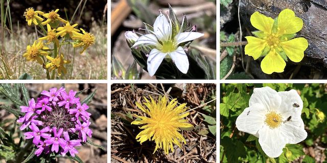Mount Graham Flowers ... Top Row: Wootan's ragwort, spreading sandwort, cinquefoil (not sure what kind) ... Bottom Row: Chiricahua Mountain mock vervain, dandelion, New Mexico raspberry.