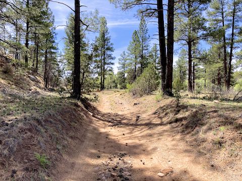 Cottonwood Trail #508: Stay on the unnumbered jeep trail at the bottom of Cottonwood Wash. Don't follow the white diamond arrow that points up the bluff!