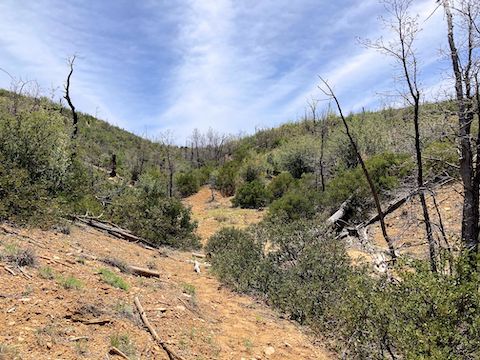 Cottonwood Trail #508: Though the trail gets lost in post-fire brush and scree, FR 163B is just ahead.