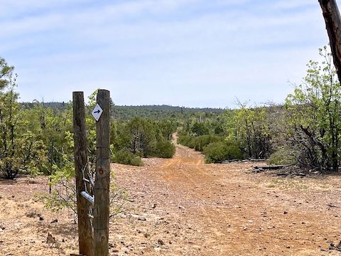Cottonwood Trail #508: Open gate on FR 163B. Despite the white diamond arrow, go straight.