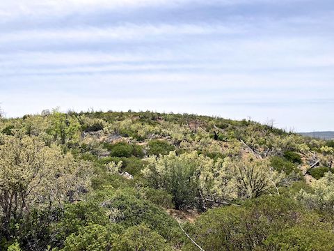 Cottonwood Trail #508: Scrub Point covered with Stansbury's clifrose. (More high country flowers)