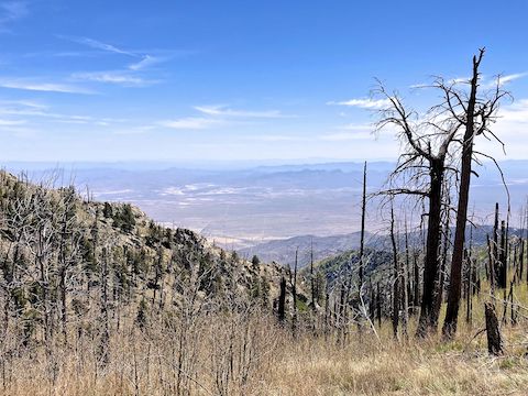 Mount Graham: The view east, down Marijilda Canyon, from Graham Ridge Trail #507.