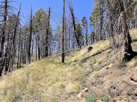 Mount Graham: 200 yds. from Big Creek Trail #320A, I found this old road bed. It's all I saw that remains of Hawkins Trail #74.