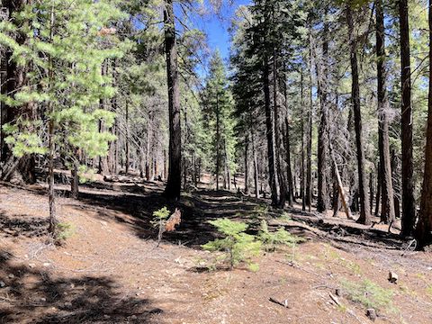 Mount Graham: Big Creek Trail #320A