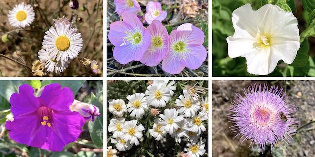 Prescott Circle Trail Flowers #1 ... Top Row: spreading fleabane, pinkladies, field bindweed ... Bottom Row: Colorado four o'clock, heath-leaved chaetopappa, New Mexico thistle.