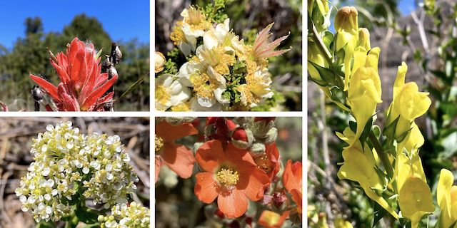 Prescott Circle Trail Flowers #2 ... Top Row: indian paintbrush, Stansbury's clifrose, Dalmatian toadflax ... Bottom Row: ???, Rusby's globemallow. (More high country flowers.)
