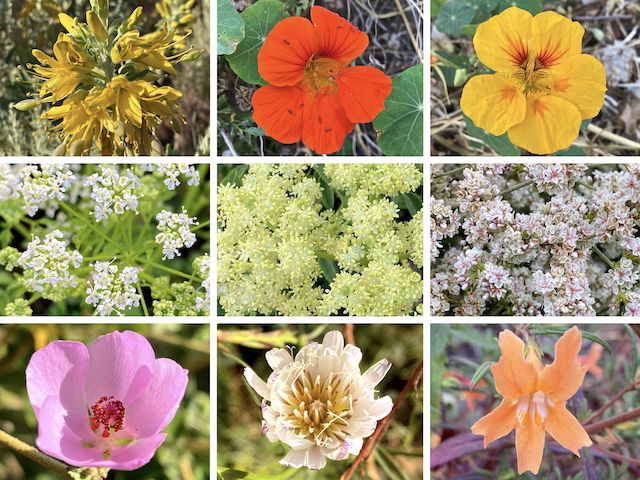 Crystal Cove State Park Flowers ... Top Row: bladderpod spiderflower, monk's cress (red and yellow) ... Middle Row: poison hemlock, blue elderberry, California buckwheat ... Bottom Row: chapparal mallow, cliff aster, San Diego monkeyflower.