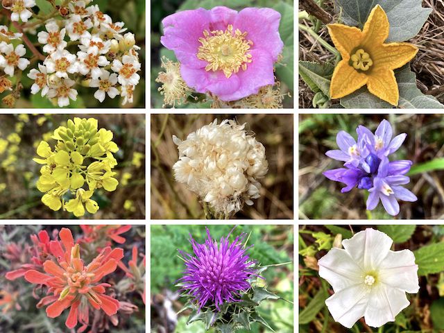 More Crystal Cove State Park Flowers ... Top Row: toyon, California wild rose, buffalo gourd ... Middle Row: shortpod mustard, California cudweed, blue dick ... Bottom Row: coast indian paintbrush, milk thistle, island false bindweed.