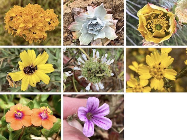 Even More Crystal Cove State Park Flowers! ... Top Row: golden yarrow, chalk dudleya, coastal prickly pear ... Middle Row: California brittlebush, black sage, cluster tarweed ... Bottom Row: scarlet pimpernel, Mediterranean stork's bill.