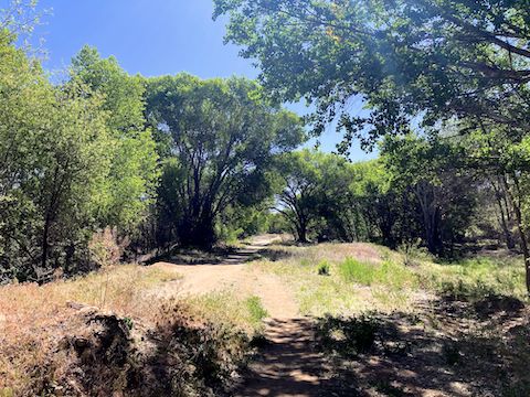 Prescott Circle Trail: Enjoying shade on the Wiilow Creek nature trail.