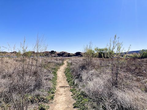 Prescott Circle Trail: Breaking into the open, a network of trails cross the old Willow Creek lakebed. 