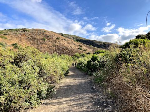 Crystal Cove State Park: 8:00 a.m. on Moro Canyon Trail. Though No Name Ridge may be somewhat clear, the vegetation at the bottom of Moro Canyon is jungle dense.