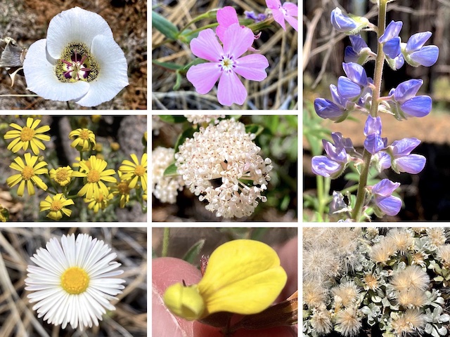Garland Prairie – Sheep Tank Flowers ... Top Row: doubting mariposa lily, showy phlox, silver lupine ... Middle Row: lobeleaf groundsel, Fendler’s ceanothus ... Bottom Row: fleabane of indeterminate species, red and yellow pea, small-leaf pussytoes.