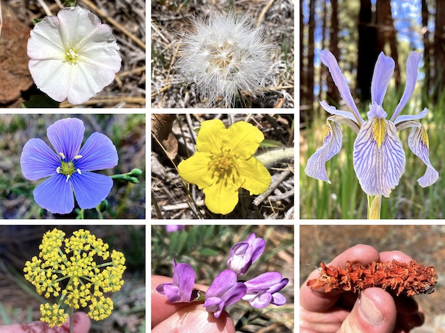 More Garland Prairie - Sheep Tank Flowers ... Top Row: field bindweed, some sort of agoeris seed pod, Rocky Mountain iris ... Middle Row: Lewis flax, shrubby cinquefoil ... Bottom Row: alpine false springparsley, American vetch, no clue.