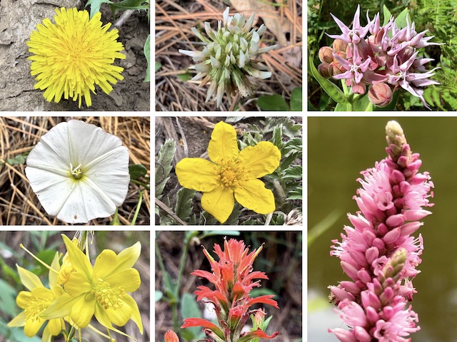 Potato Lake Draw Flowers ... Top Row: dandelion, white clover, showy milkweed ... Middle Row: field bindweed, woolly cinquefoil, amphibious bistort / water smartweed ... Bottom Row: yellow columbine, paintbrush. (More High Country Flowers)