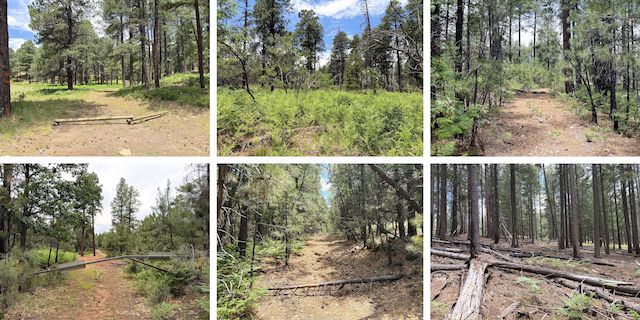 Potato Lake Draw: Looping back to Baker Butte ... Top Row: FR 147C at FR 147; off trail through bracken fern & wild raspberrry; FR 6084 ... Bottom Row: FR 9362T finally ends at FR 613; FR 6022 is steeper than it looks; cross-country to trailhead.